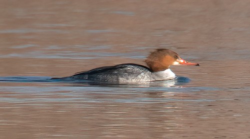 Common Merganser - ML313547391