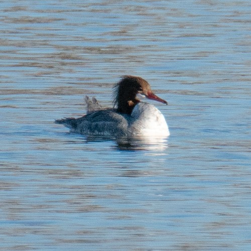 Common Merganser - ML313547401