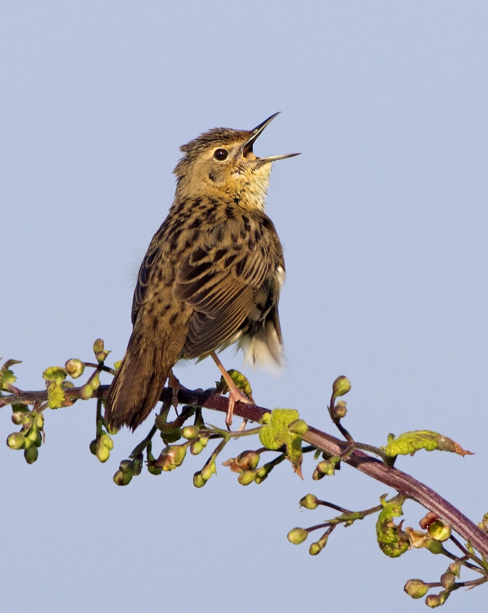 Common Grasshopper Warbler - Daniel López-Velasco | Ornis Birding Expeditions