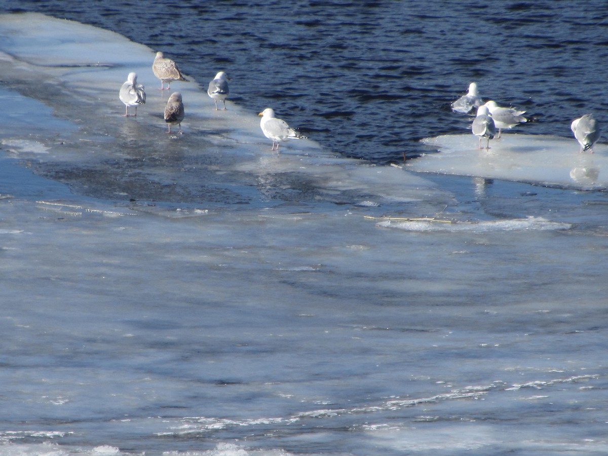 Larus sp. - ML313549221