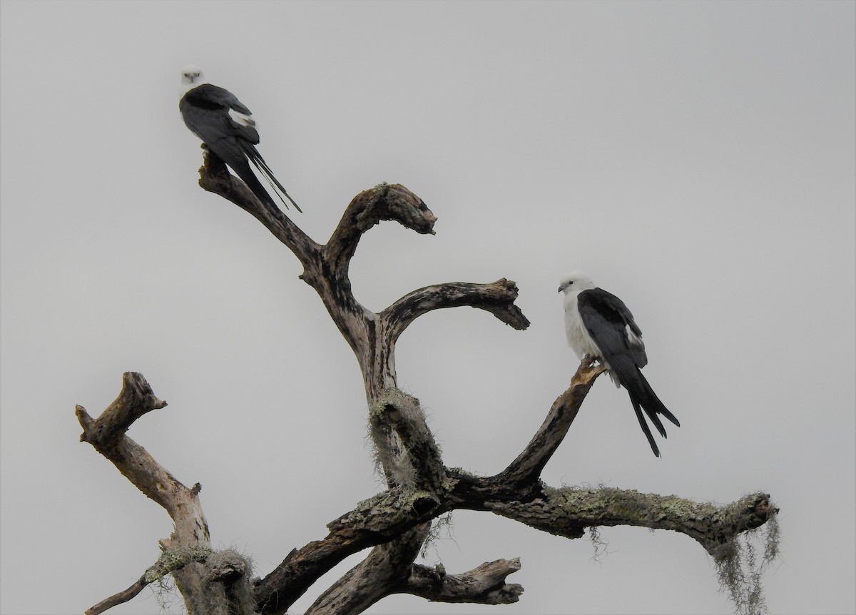 Swallow-tailed Kite - Valentina Roumi
