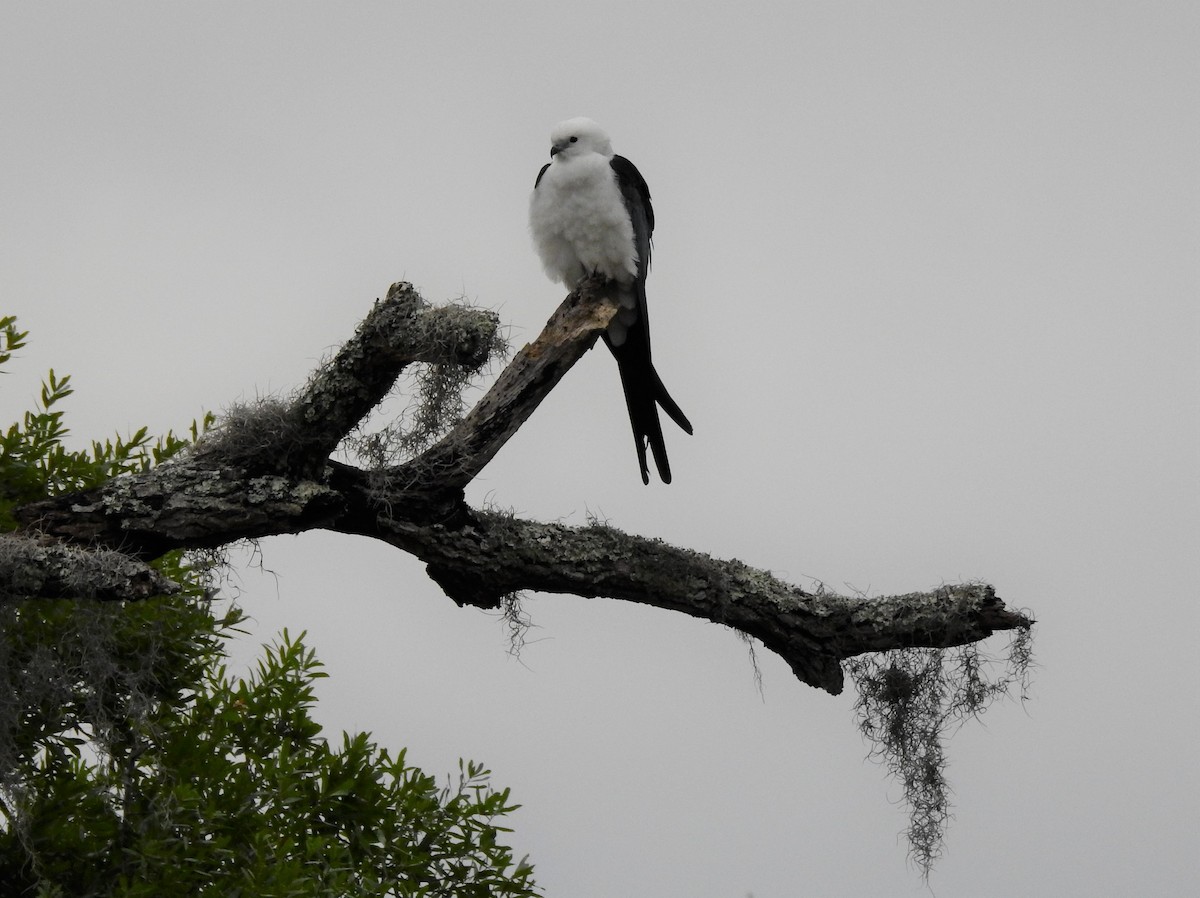 Swallow-tailed Kite - ML313549531