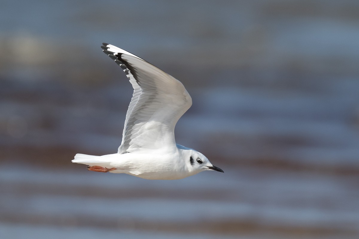 Bonaparte's Gull - Nancy Larrabee