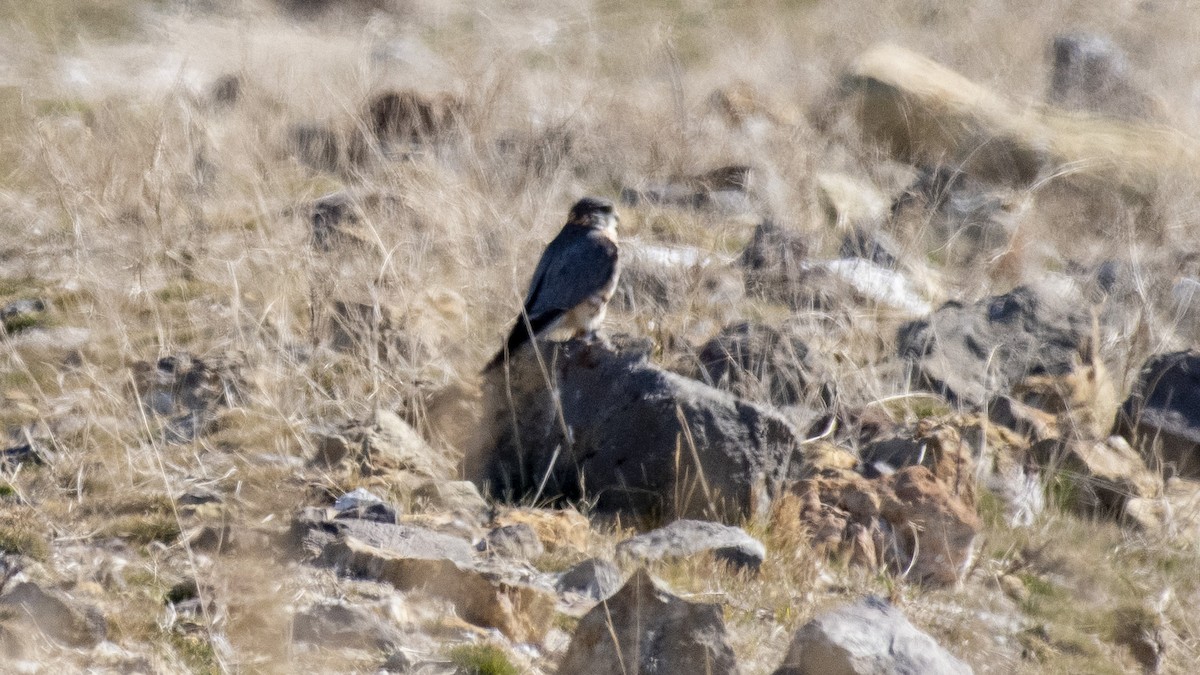 Merlin - Ogün Aydin