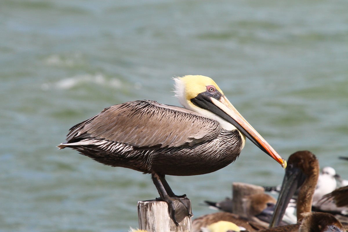 Brown Pelican - ML313551641