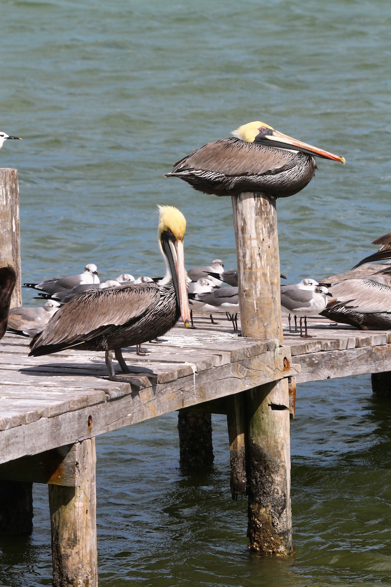 Brown Pelican - ML313551751