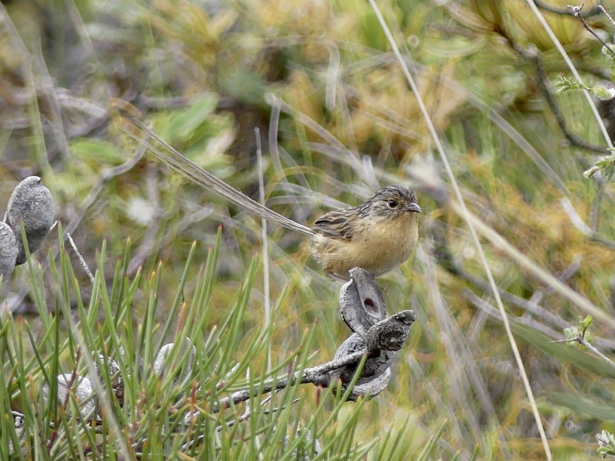 Southern Emuwren - Darryl Eggins