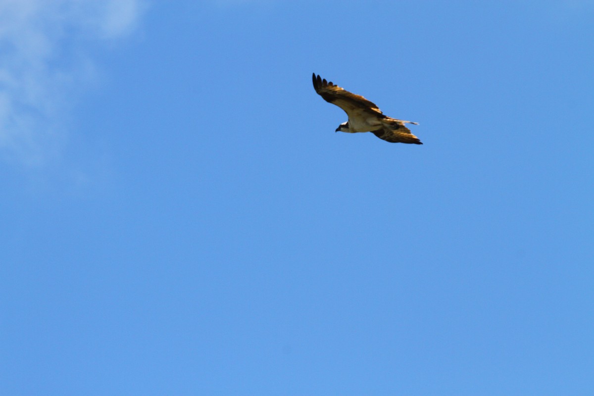 Águila Pescadora - ML313552411