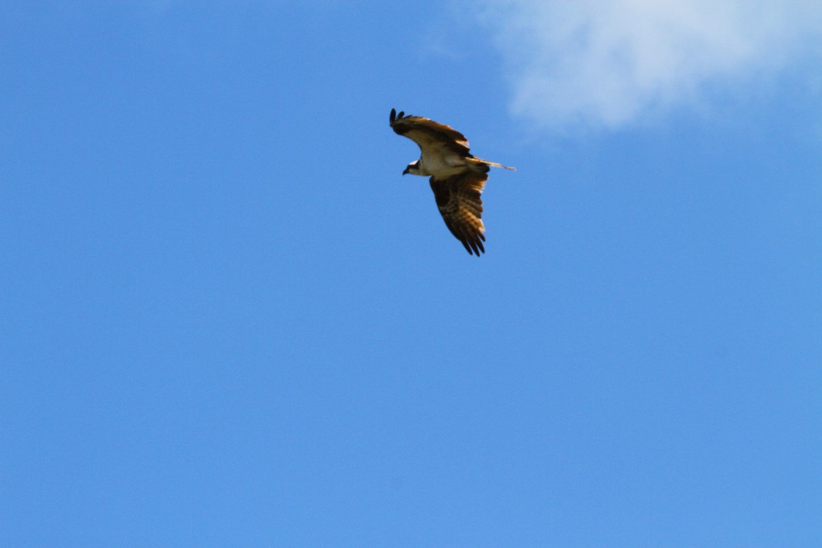 Águila Pescadora - ML313552461