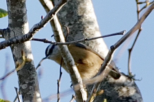 Red-breasted Nuthatch - ML313552521