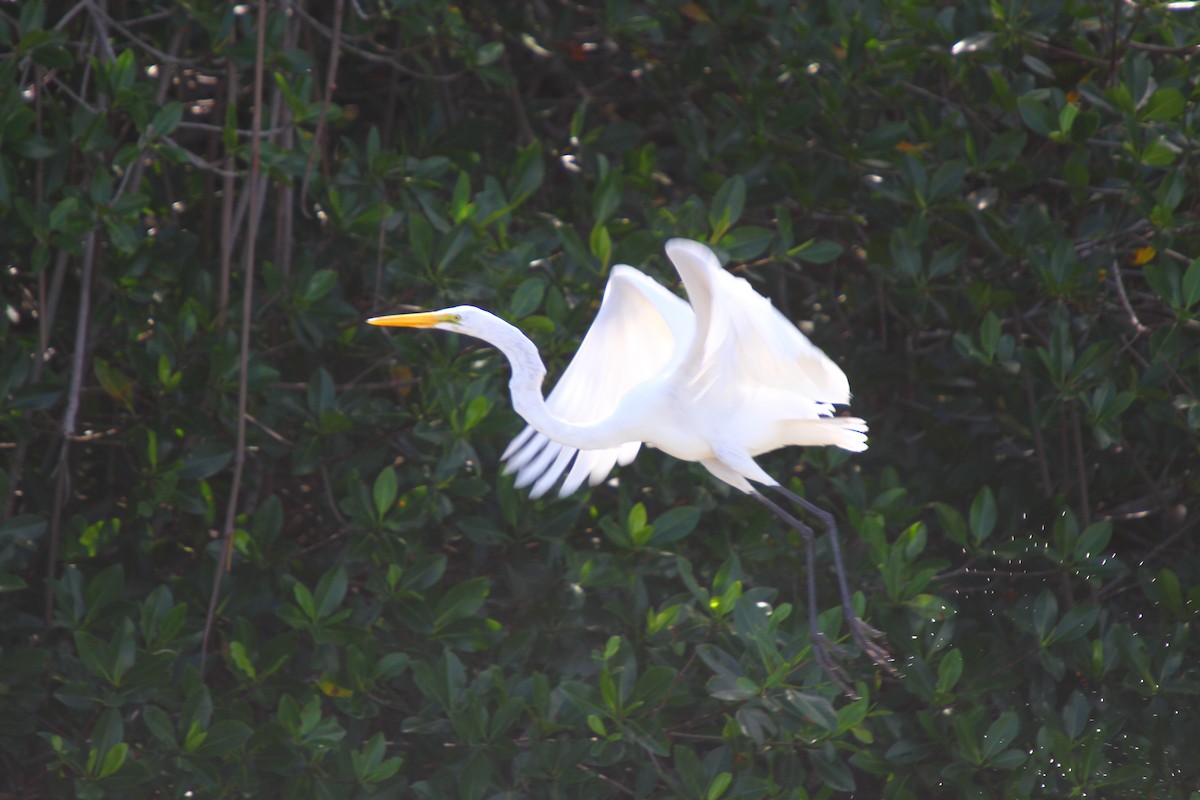 Great Egret - Jason Duxbury