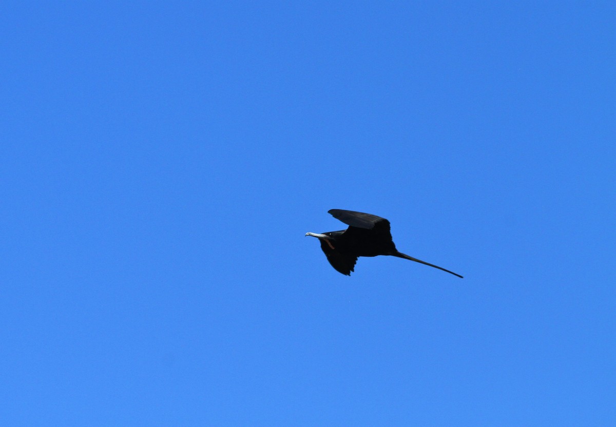 Magnificent Frigatebird - ML313552841