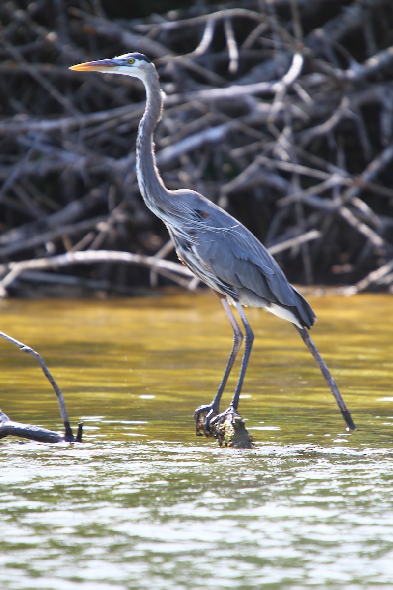 Garza Azulada - ML313553071