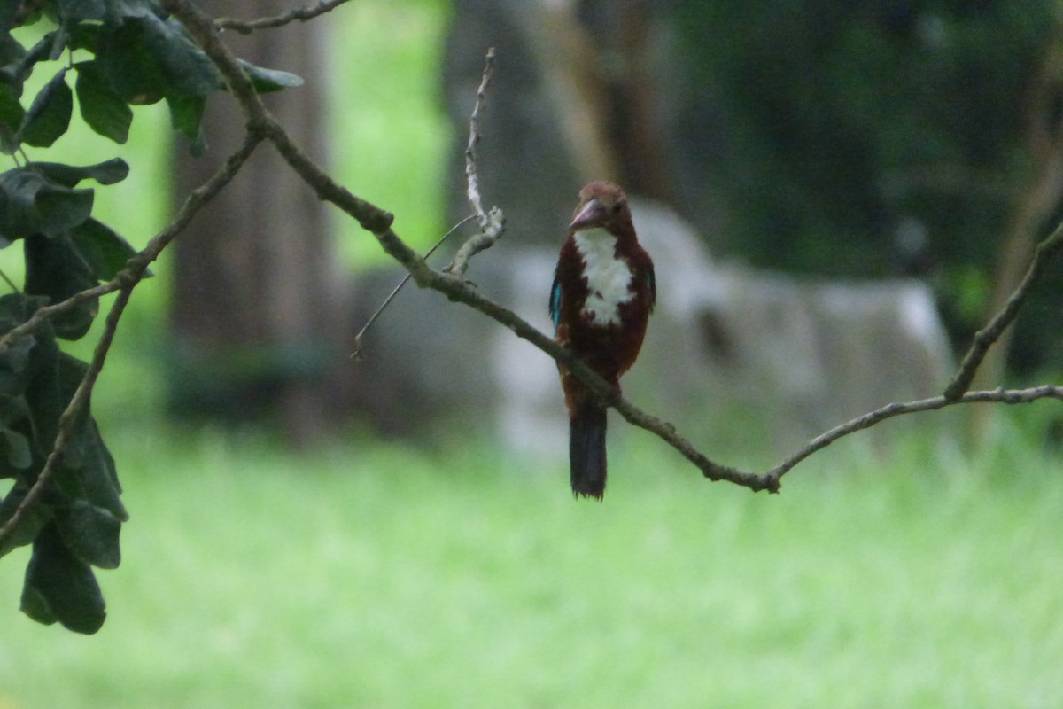 White-throated Kingfisher - Juan Manuel Pérez de Ana