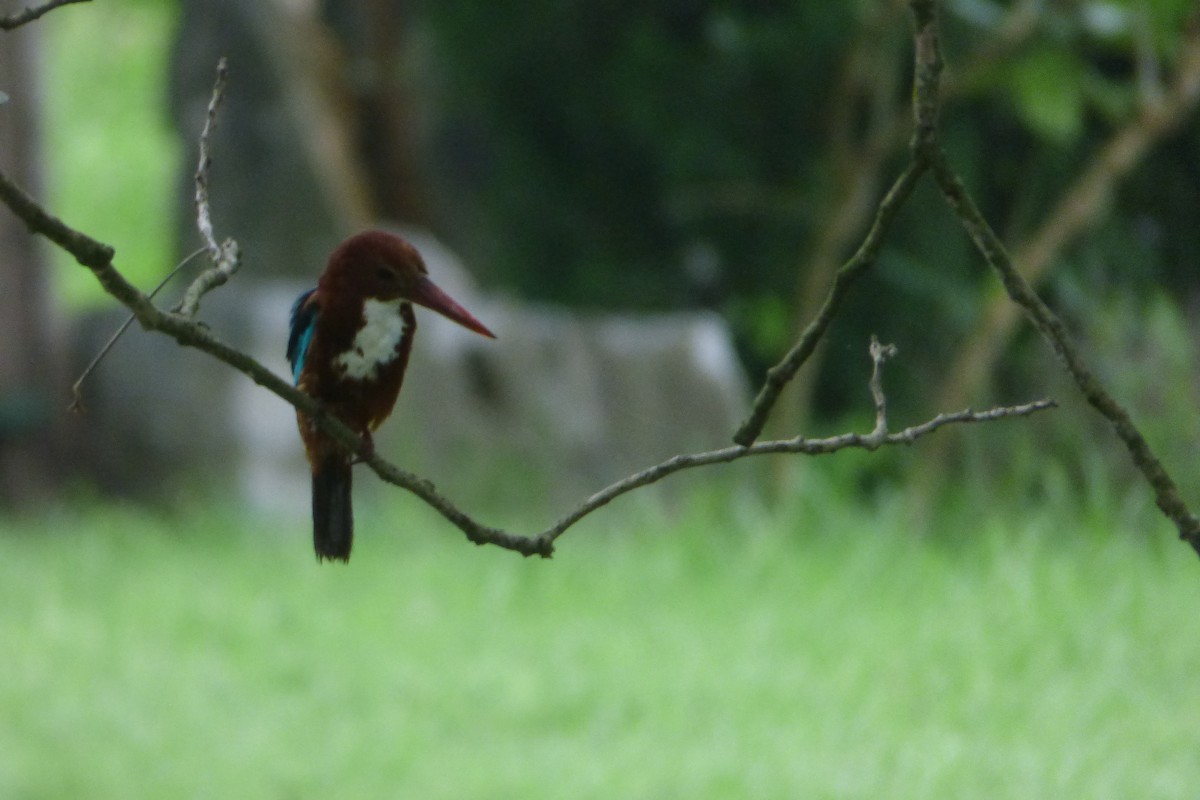 White-throated Kingfisher - ML313553121