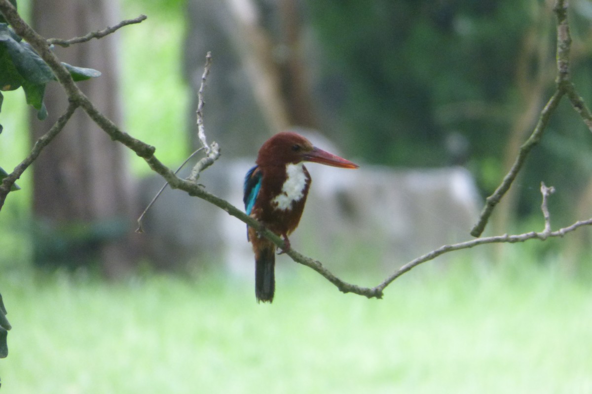 White-throated Kingfisher - ML313553181