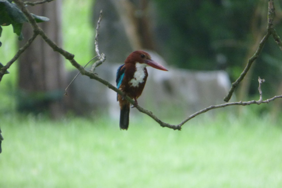 White-throated Kingfisher - Juan Manuel Pérez de Ana