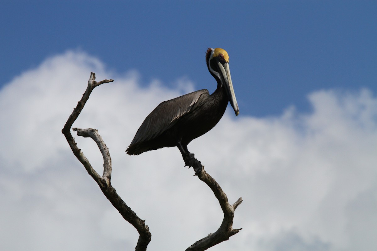 Brown Pelican - Jason Duxbury