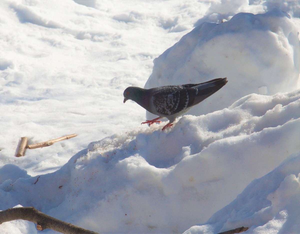 Rock Pigeon (Feral Pigeon) - ML313553351