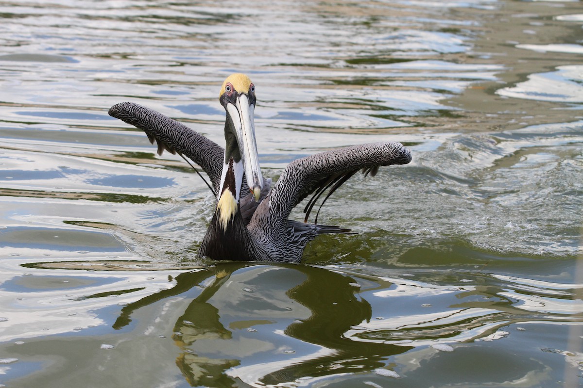 Brown Pelican - ML313553361