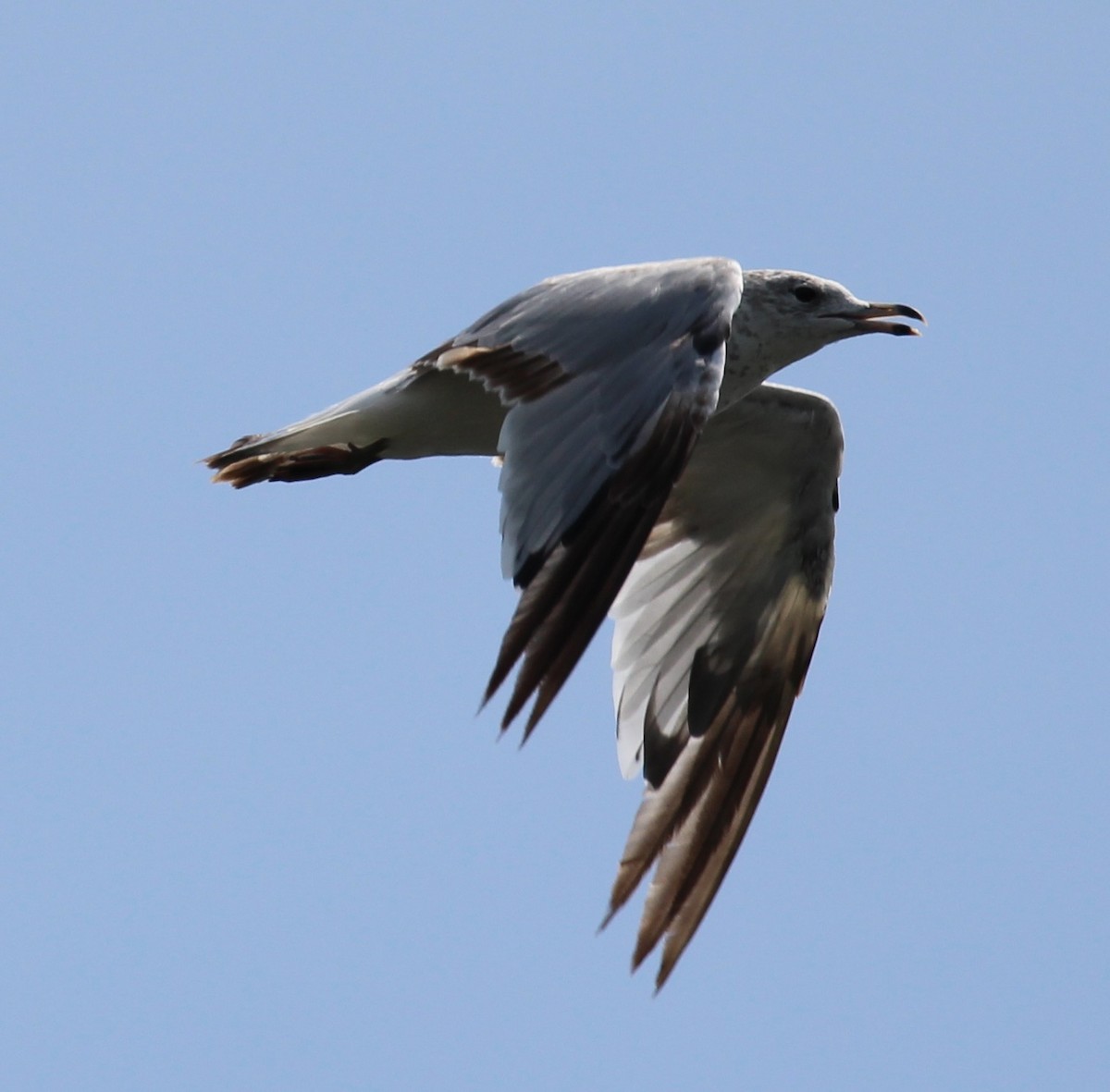 Ring-billed Gull - ML31355341