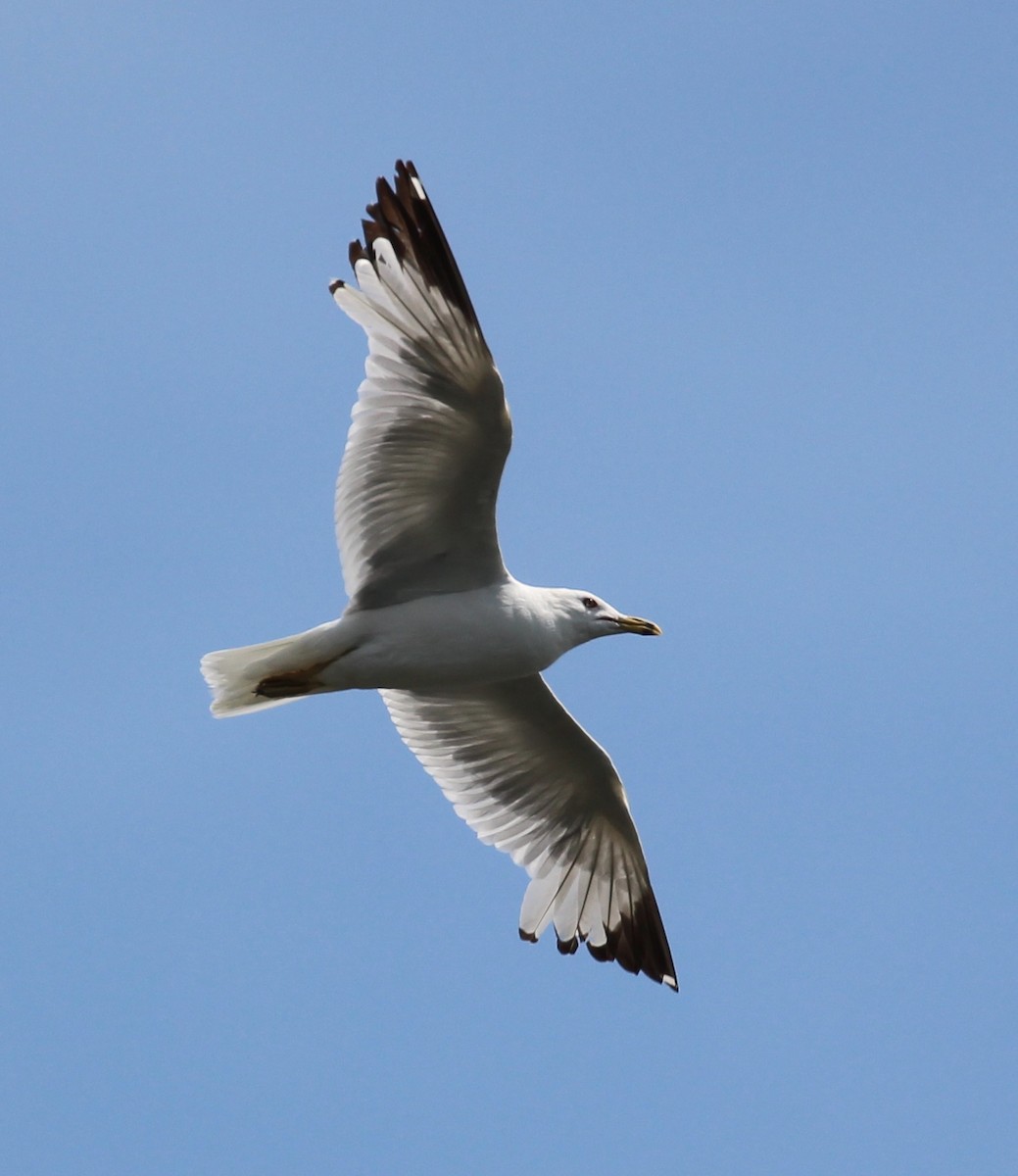 Ring-billed Gull - ML31355351