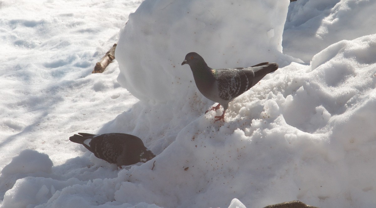 Rock Pigeon (Feral Pigeon) - ML313553671