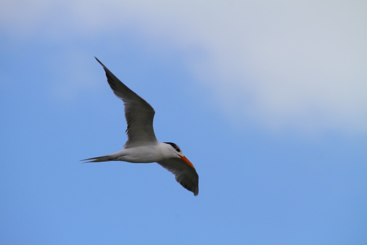 Royal Tern - ML313554041