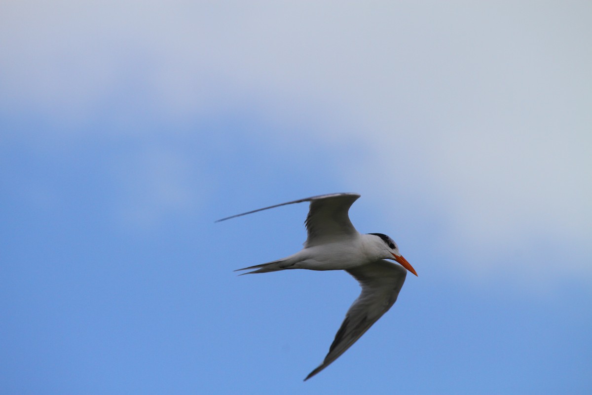 Royal Tern - ML313554081