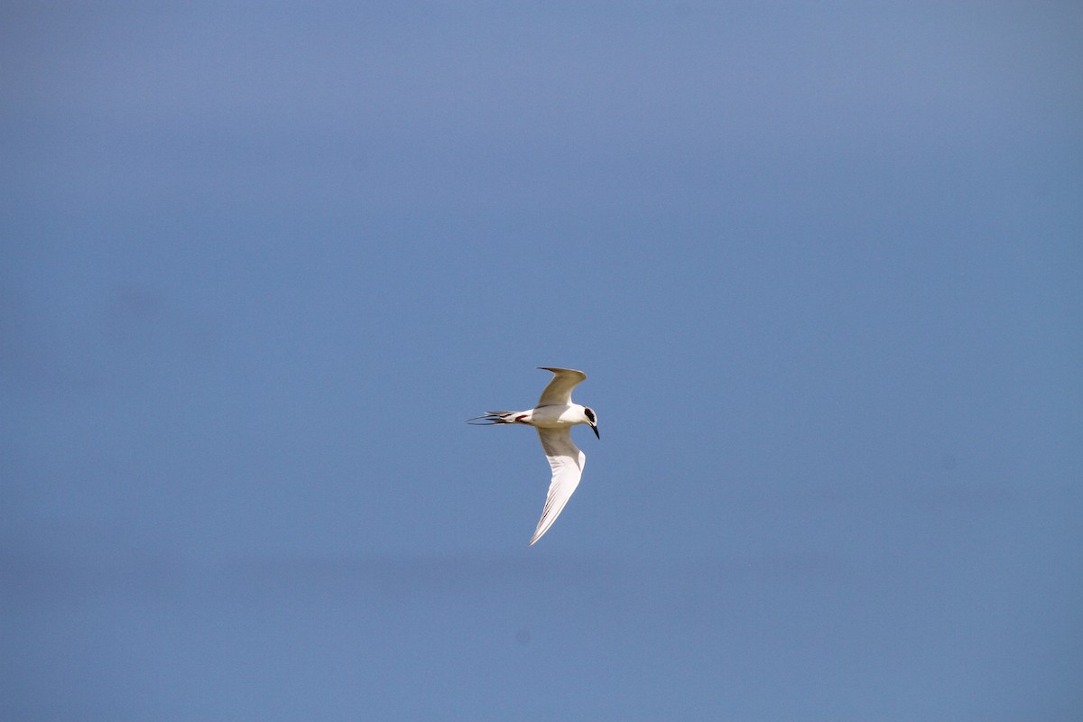 Forster's Tern - ML313554451