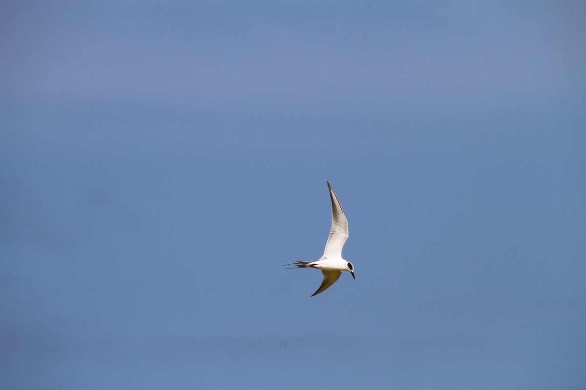 Forster's Tern - ML313554461