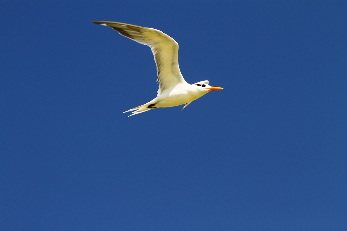 Royal Tern - ML313554571