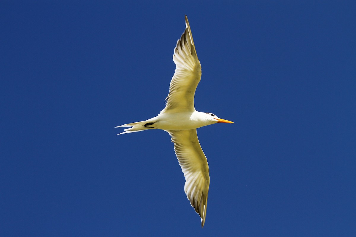 Royal Tern - ML313554921