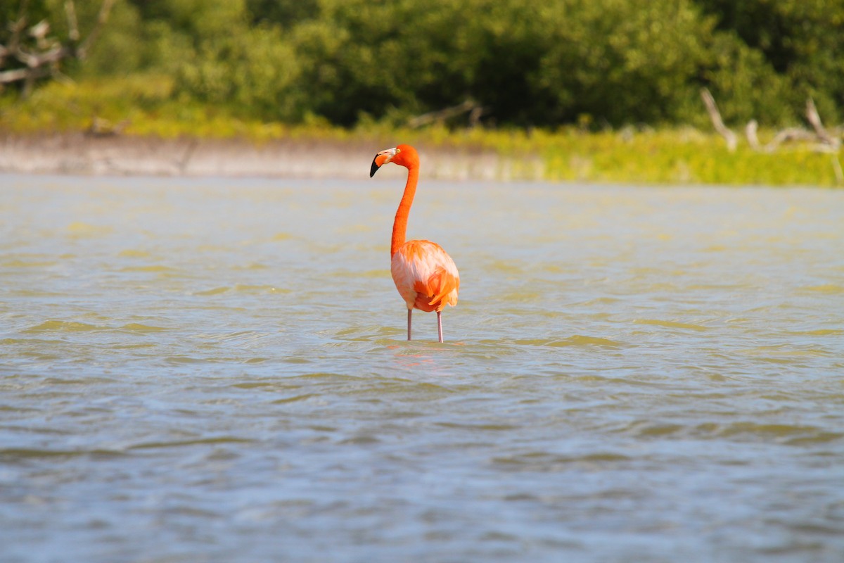 Flamant des Caraïbes - ML313555481