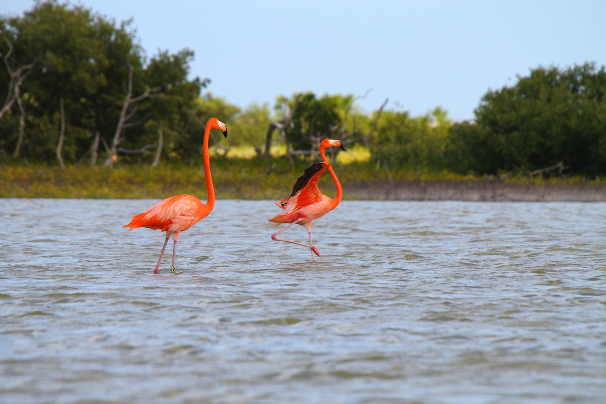 Flamant des Caraïbes - ML313555501