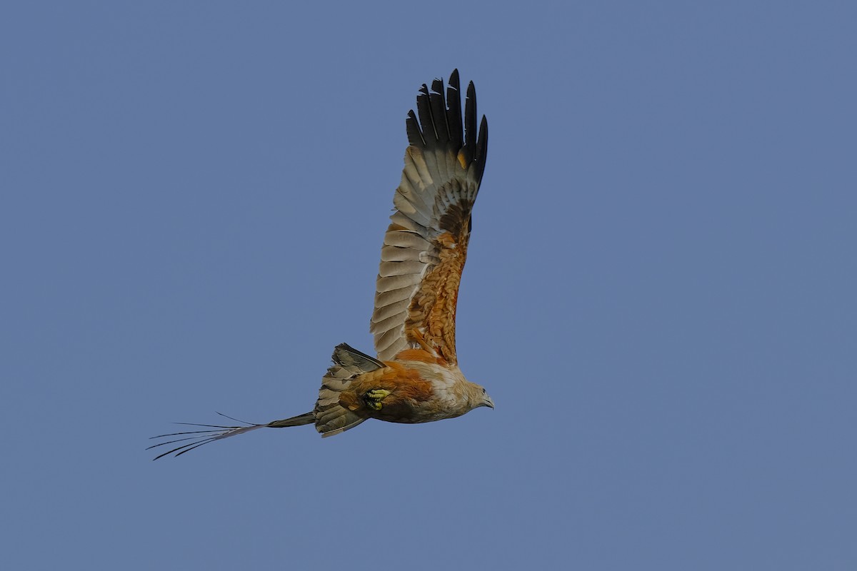 Brahminy Kite - ML313557491