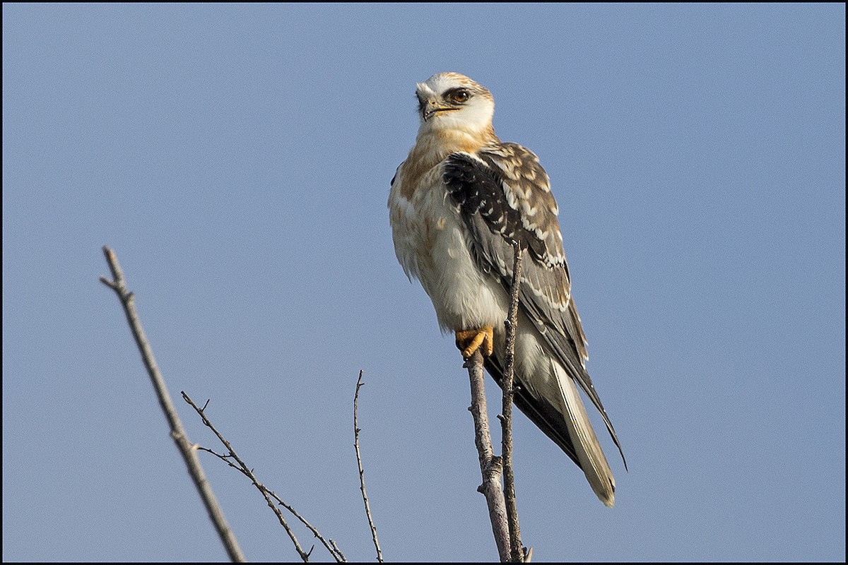 White-tailed Kite - Judi Hwa