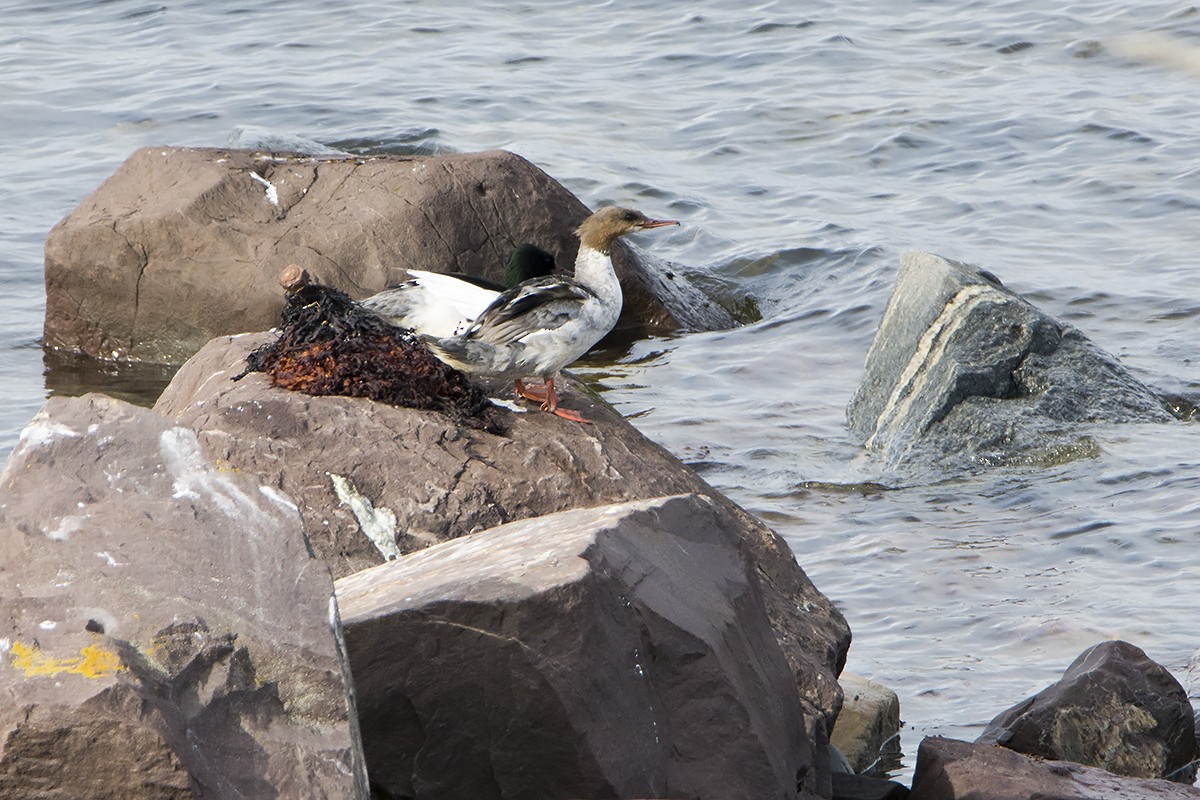 Common Merganser - ML313560961