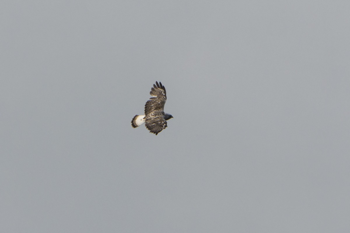 Rough-legged Hawk - ML313561011