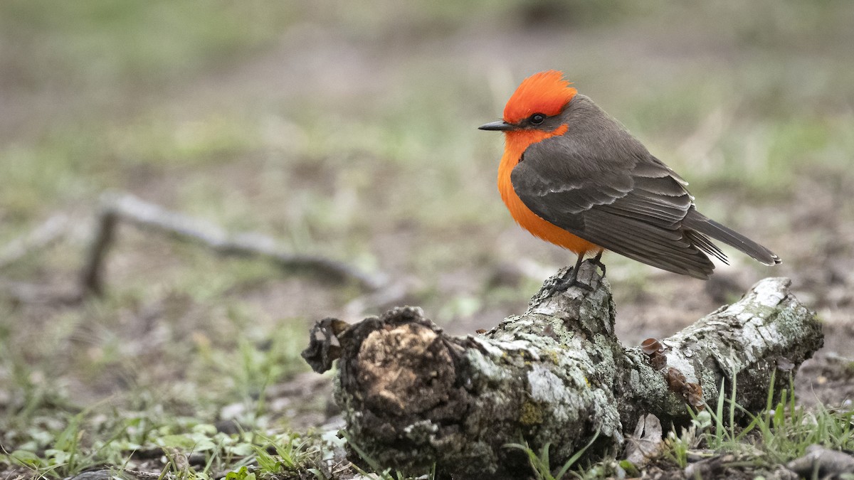 Vermilion Flycatcher - Bryan Calk