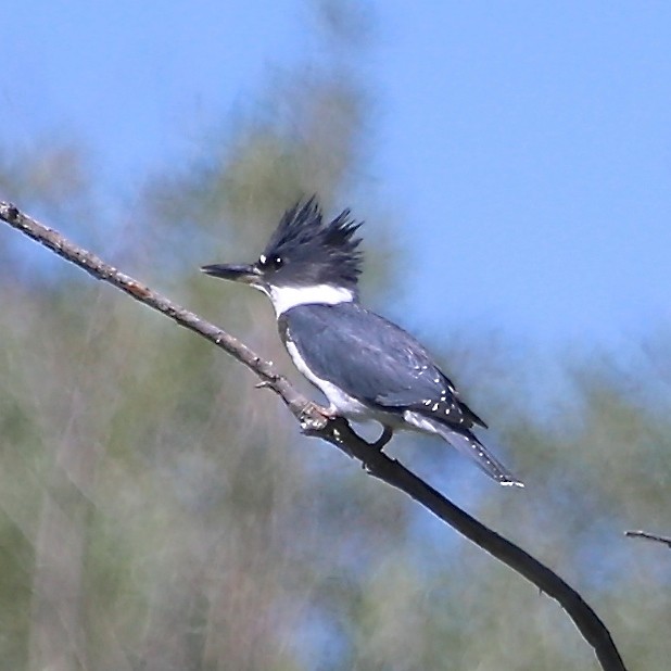 Belted Kingfisher - ML31356271