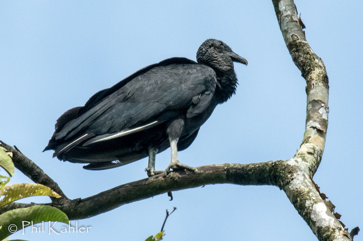 Black Vulture - Phil Kahler