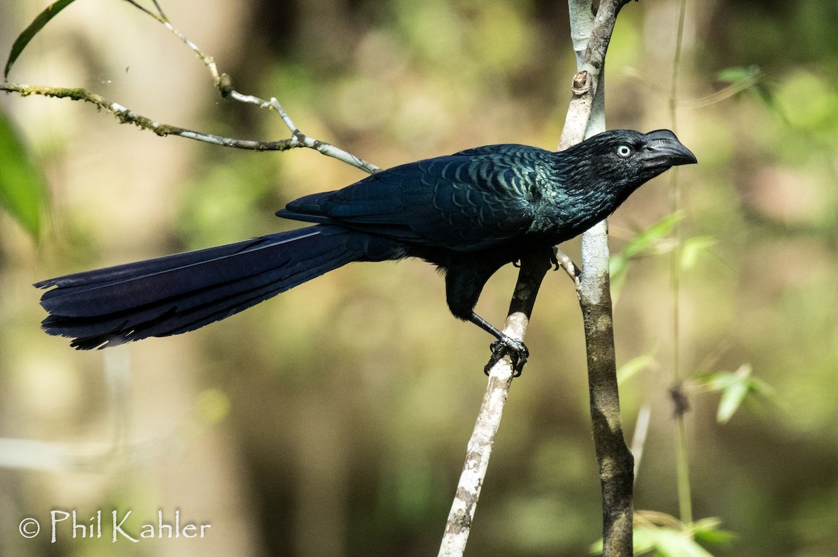 Greater Ani - Phil Kahler