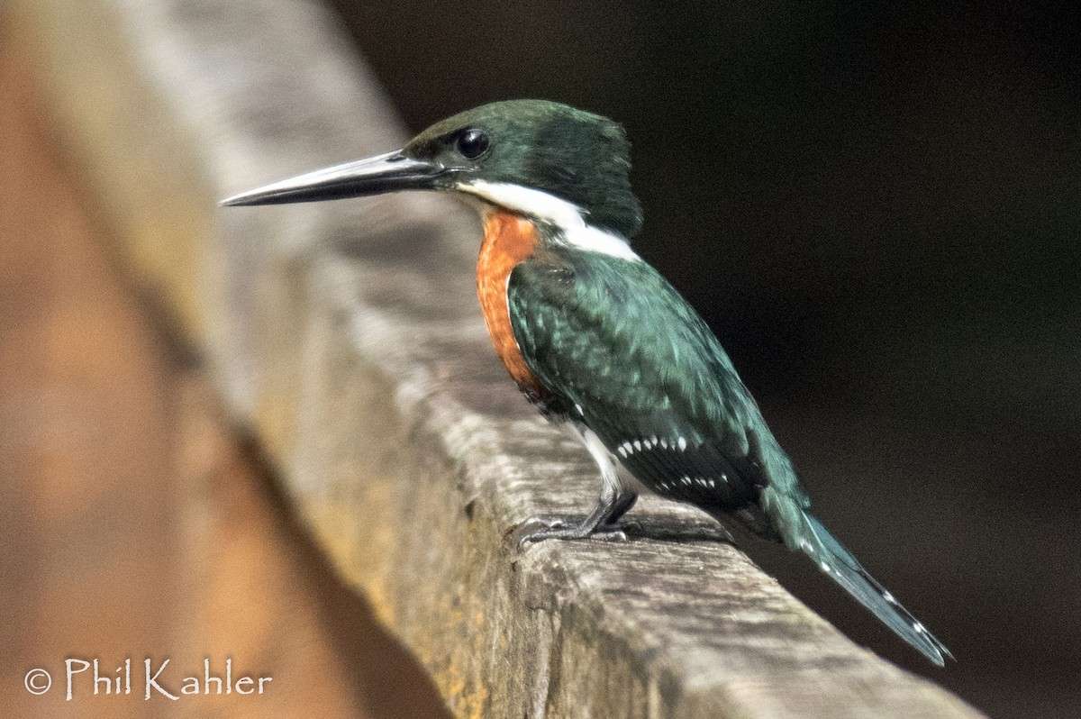 Green Kingfisher - Phil Kahler