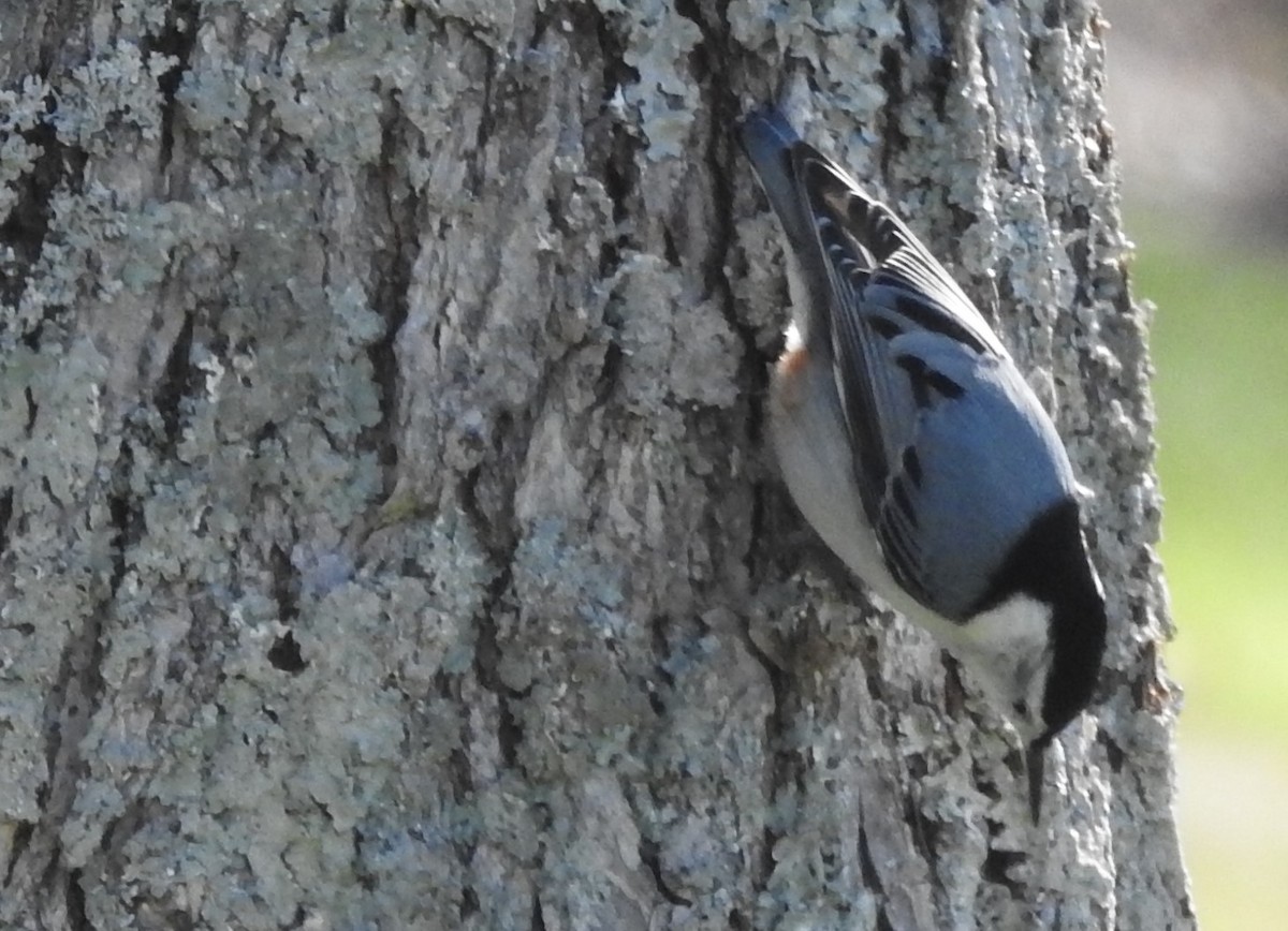 White-breasted Nuthatch - ML313566771