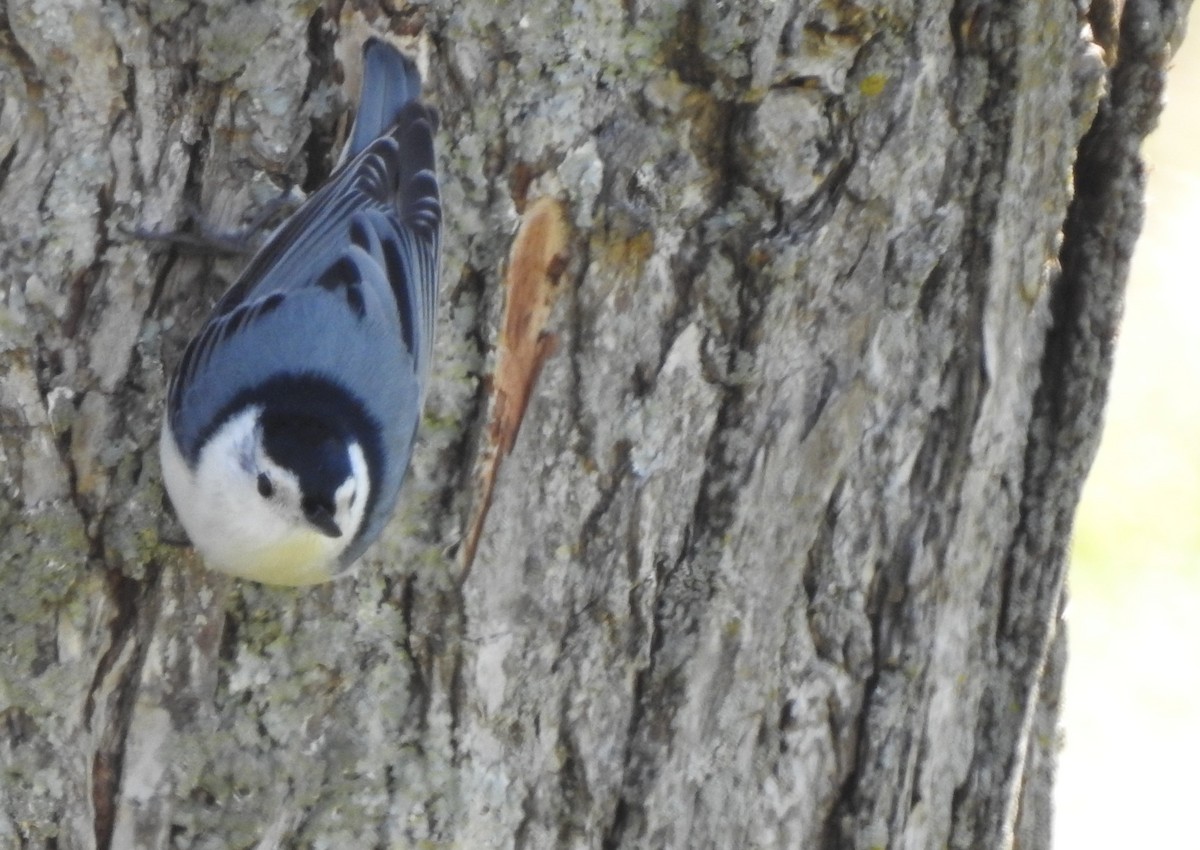 White-breasted Nuthatch - ML313566811