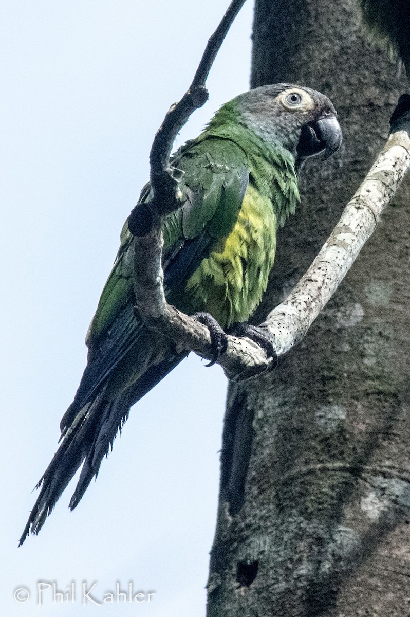 Dusky-headed Parakeet - Phil Kahler