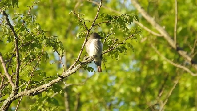 Olive-sided Flycatcher - ML313567311