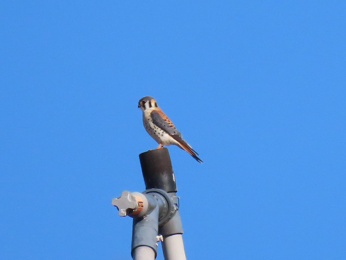 American Kestrel - ML313567571