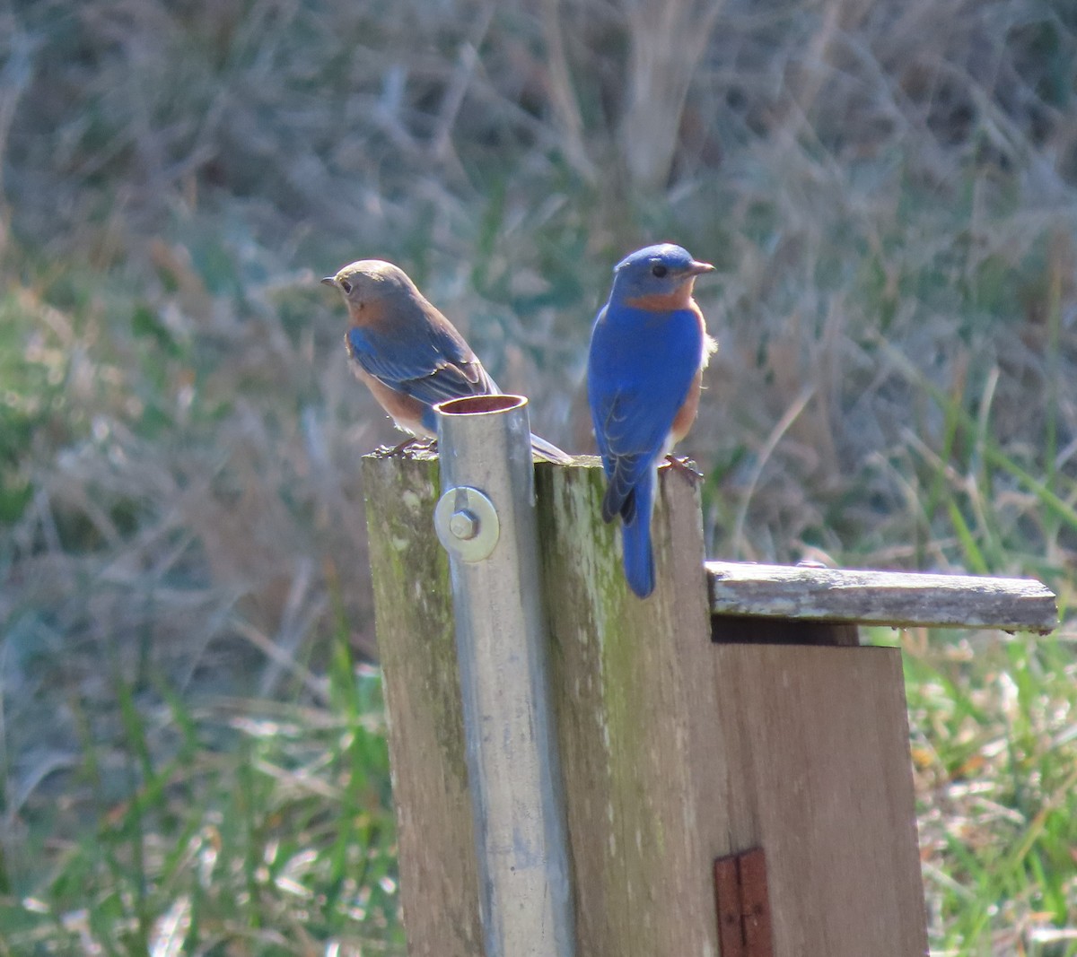 Eastern Bluebird - ML313567621